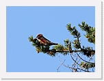 kapylintu Parrot Crossbill 8905 * 800 x 601 * (317KB)